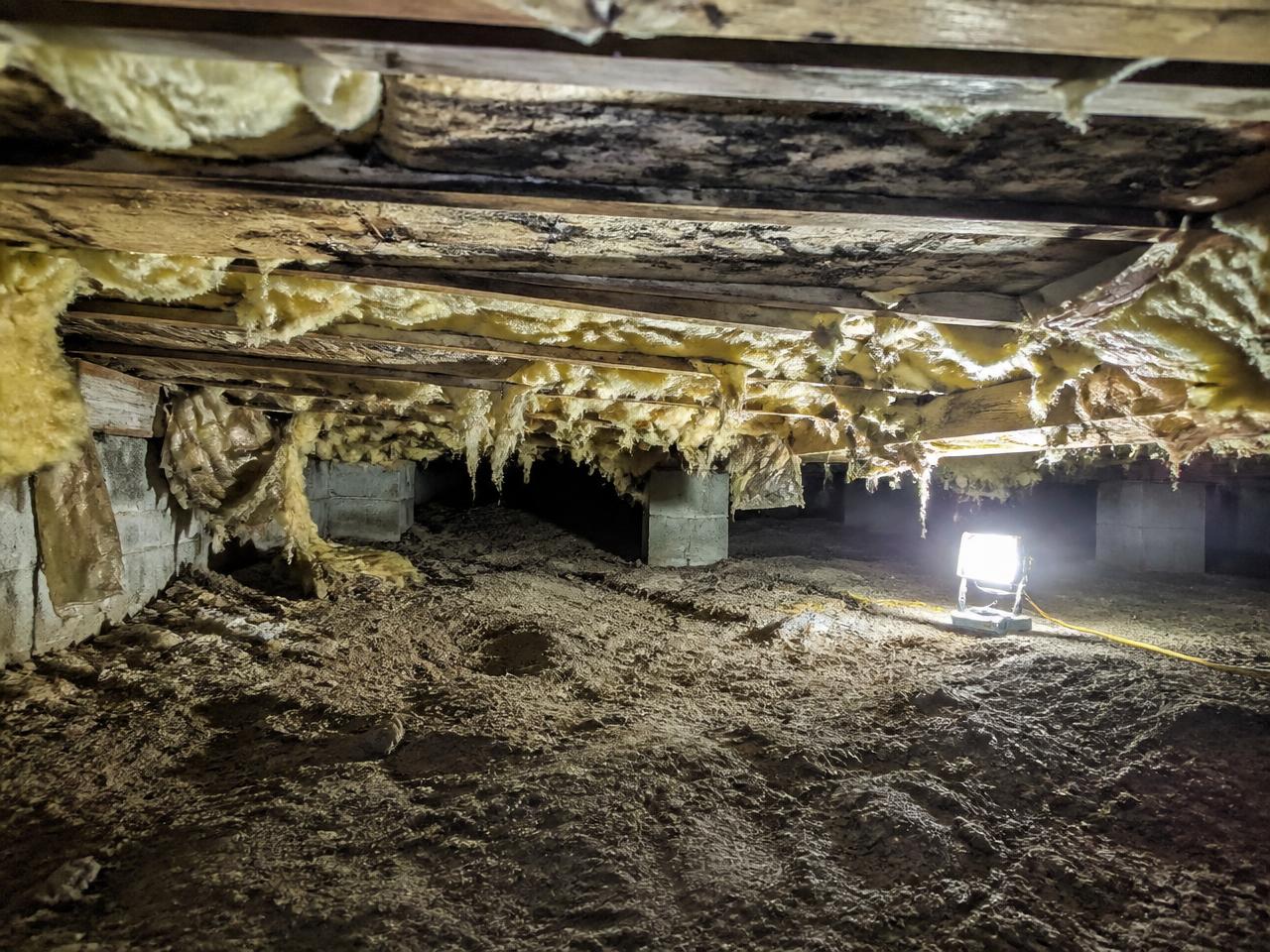 Damp crawl space with fallen insulation and mold staining on the joists before cleanout